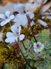 Pinguicula gracilis