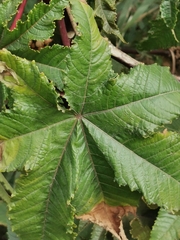 Ricinus communis