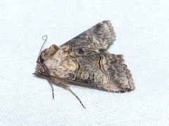 Abrostola asclepiadis