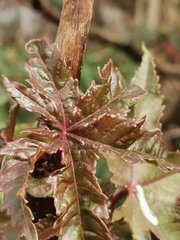 Ricinus communis