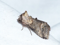 Abrostola asclepiadis