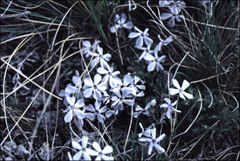 Phlox caespitosa