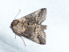 Abrostola asclepiadis