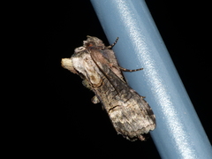 Abrostola asclepiadis