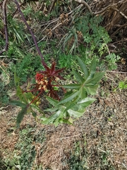 Ricinus communis