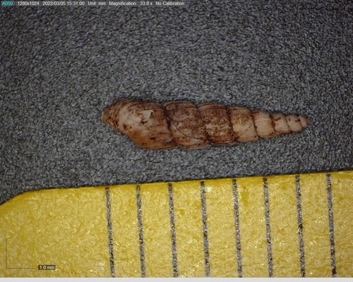 Varicella gracillima observed 2022-03-05