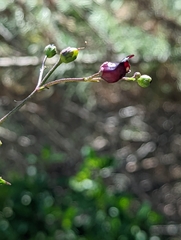 Scrophularia atrata