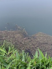 Caiman crocodilus crocodilus