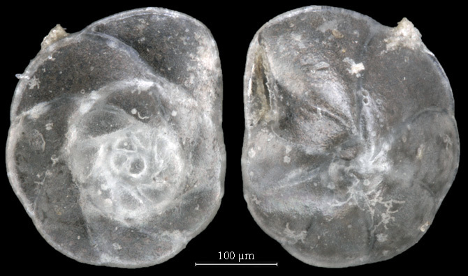Pseudoparrellidae