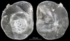 Pseudoparrella pacifica