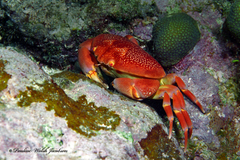 Carpilius corallinus