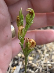 Pterostylis crebra