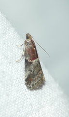 Acrobasis marmorea