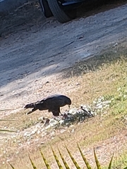 Buteogallus anthracinus