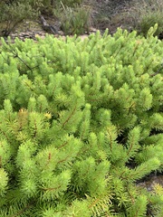 Persoonia chamaepitys