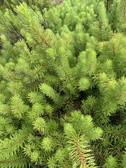 Persoonia chamaepitys