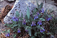 Mertensia viridis