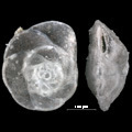 Pseudoparrella pacifica