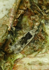 Anacampsis populella