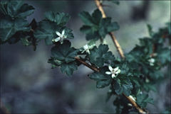 Ribes oxyacanthoides setosum