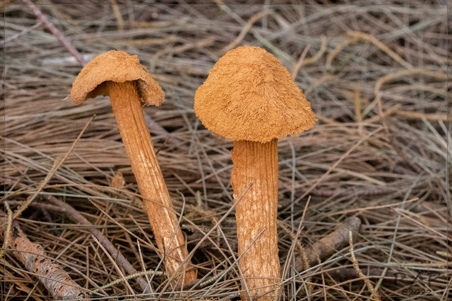 Battarrea phalloides · March 2022 · photo: © r-a-p (iNaturalist, cc-by)