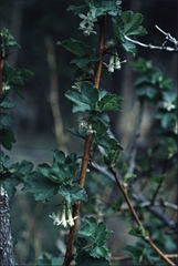 Ribes oxyacanthoides setosum