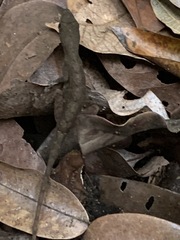 Anolis marsupialis