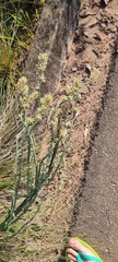 Pterocaulon rugosum