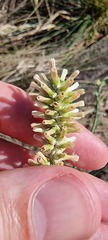 Pterocaulon rugosum