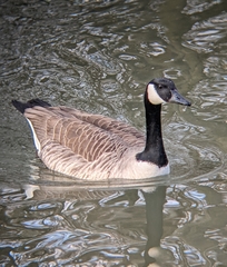 Branta canadensis