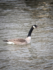 Branta canadensis