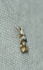Argyresthia brockeella