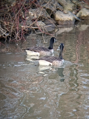 Branta canadensis