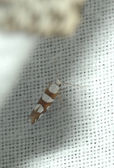 Argyresthia brockeella
