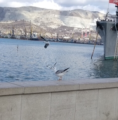 Chroicocephalus ridibundus