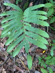 Phanerophlebia