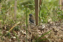 Colluricincla harmonica harmonica