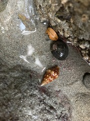 Fasciolariidae