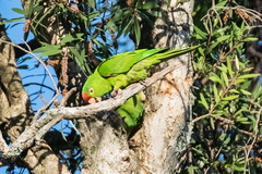 Psittacara finschi