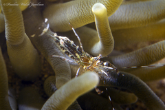 Periclimenes rathbunae