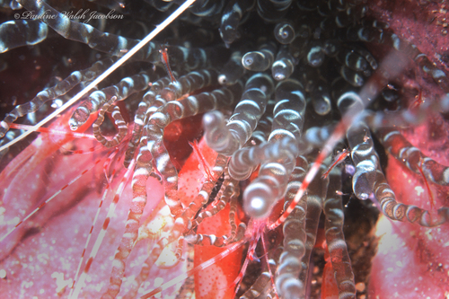 Corkscrew Anemone Mysid Shrimp