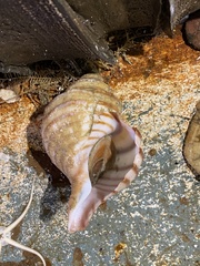 Neptunea decemcostata