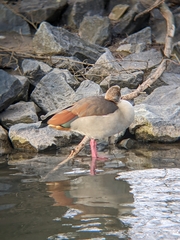 Alopochen aegyptiaca