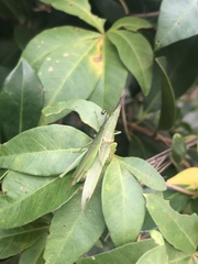 Atractomorpha australis