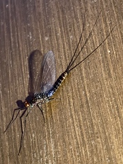 Ephemerella subvaria