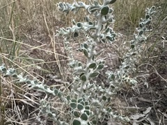 Sclerolaena birchii