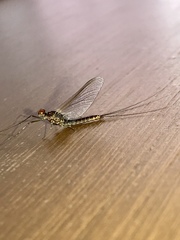 Ephemerella subvaria