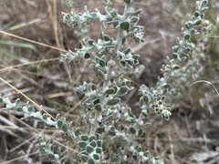 Sclerolaena birchii