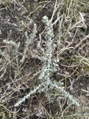 Sclerolaena birchii