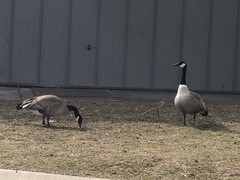 Branta canadensis